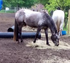 HorseID: 2303402 Hotrod Harley - PhotoID: 1086122