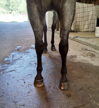 HorseID: 2303402 Hotrod Harley - PhotoID: 1086123