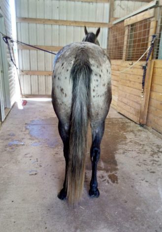 HorseID: 2303402 Hotrod Harley - PhotoID: 1086124