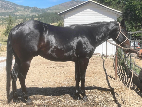 HorseID: 2303406 GOIN TO THE DANCE - PhotoID: 1086026