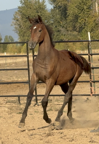 HorseID: 2303410 Jordans Dynasty CA - PhotoID: 1086044