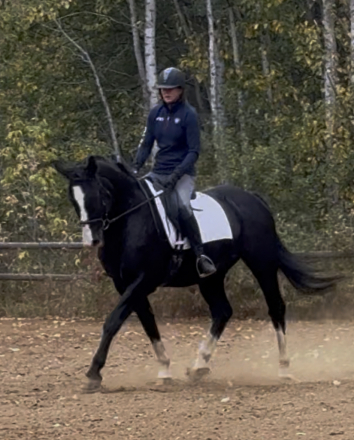 HorseID: 2303413 Eclipse IV (Colin) - PhotoID: 1086045