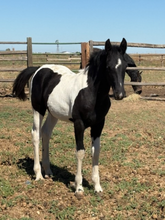 HorseID: 2303414 🌙 Spanish Moon - PhotoID: 1086065