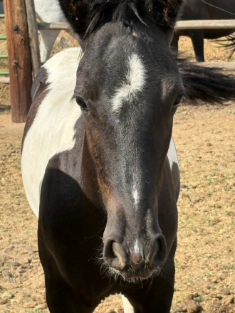 HorseID: 2303414 🌙 Spanish Moon - PhotoID: 1086066