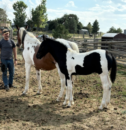 HorseID: 2303414 🌙 Spanish Moon - PhotoID: 1086067