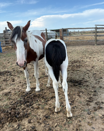 HorseID: 2303414 🌙 Spanish Moon - PhotoID: 1086068