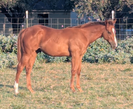 HorseID: 2303415 Registration Pending - PhotoID: 1086052