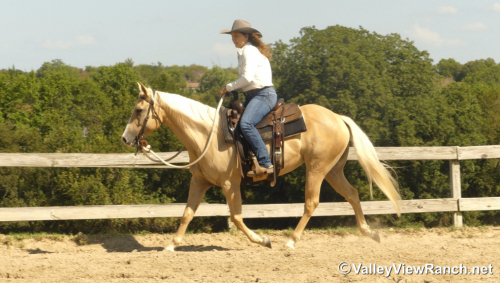 HorseID: 2303416 Sistersdunitagain - PhotoID: 1086046