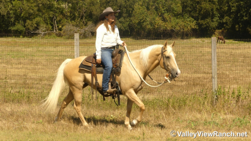 HorseID: 2303416 Sistersdunitagain - PhotoID: 1086047