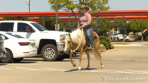 HorseID: 2303416 Sistersdunitagain - PhotoID: 1086048