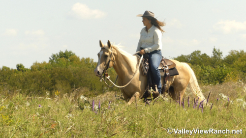 HorseID: 2303416 Sistersdunitagain - PhotoID: 1086049