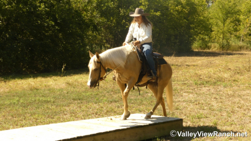 HorseID: 2303416 Sistersdunitagain - PhotoID: 1086050