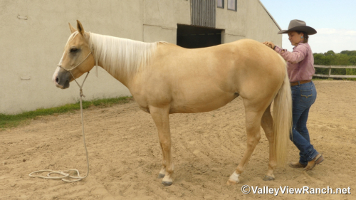 HorseID: 2303416 Sistersdunitagain - PhotoID: 1086051