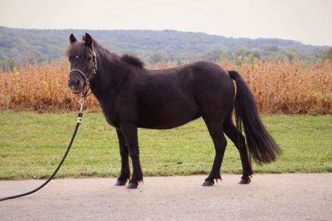 HorseID: 2303418 Little Miss Ruby - PhotoID: 1086074