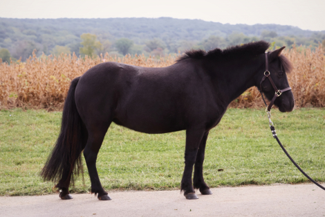 HorseID: 2303418 Little Miss Ruby - PhotoID: 1086075