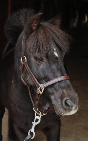 HorseID: 2303418 Little Miss Ruby - PhotoID: 1086076