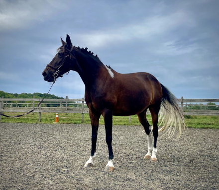 HorseID: 2303419 Coralie - PhotoID: 1086053