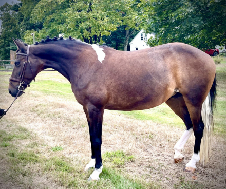 HorseID: 2303419 Coralie - PhotoID: 1086054