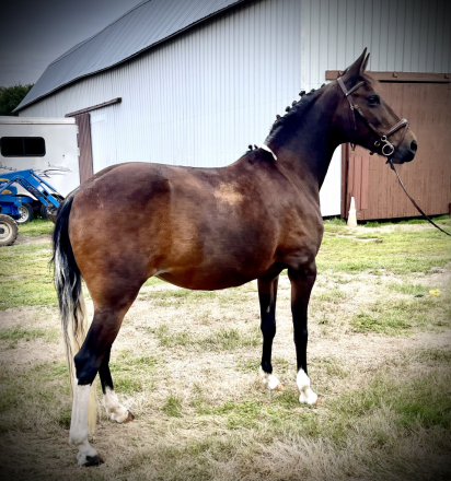 HorseID: 2303419 Coralie - PhotoID: 1086055