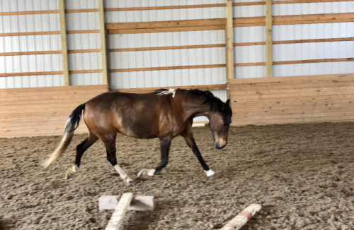 HorseID: 2303419 Coralie - PhotoID: 1086056