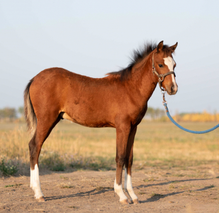 HorseID: 2303421 Northpoint Gunnin' Smart - PhotoID: 1086057