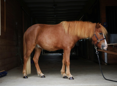 HorseID: 2303422 Tommy - PhotoID: 1086077