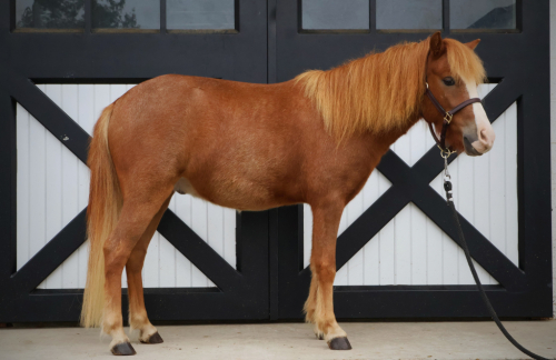 HorseID: 2303422 Tommy - PhotoID: 1086078