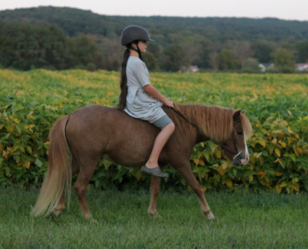 HorseID: 2303422 Tommy - PhotoID: 1086267