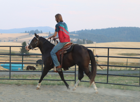 HorseID: 2303427 SHINING C BBR DELI - PhotoID: 1086059