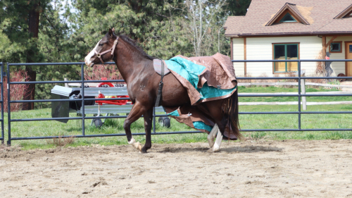 HorseID: 2303427 SHINING C BBR DELI - PhotoID: 1086060