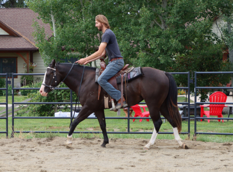 HorseID: 2303427 SHINING C BBR DELI - PhotoID: 1086063