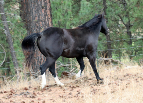 HorseID: 2303427 SHINING C BBR DELI - PhotoID: 1086058