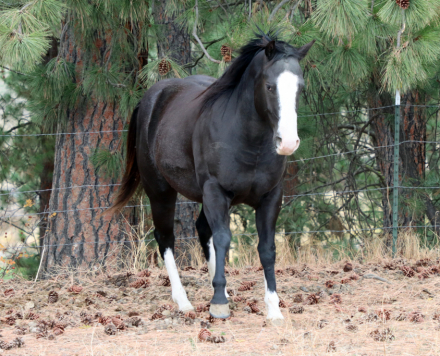 HorseID: 2303427 SHINING C BBR DELI - PhotoID: 1086062