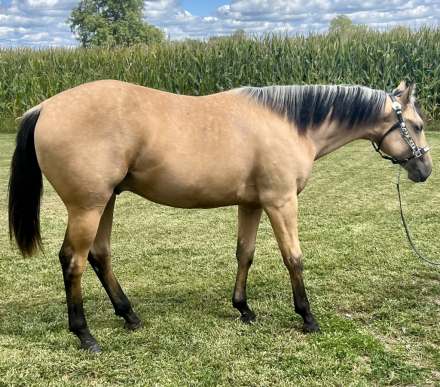 HorseID: 2303432 DBR Otoes Gunner - PhotoID: 1086092