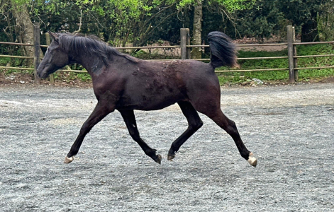 HorseID: 2303434 Forevermore FF - PhotoID: 1086073