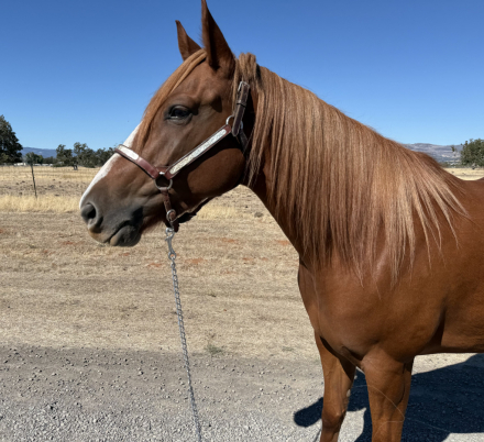 HorseID: 2303444 Peaceful House 45 - PhotoID: 1086080