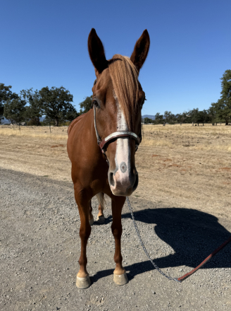 HorseID: 2303444 Peaceful House 45 - PhotoID: 1086081