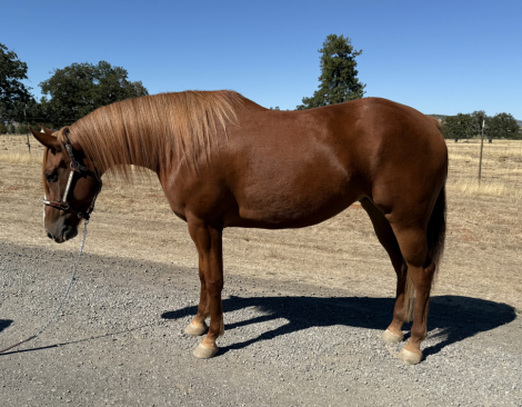 HorseID: 2303444 Peaceful House 45 - PhotoID: 1086082