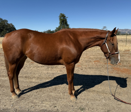 HorseID: 2303444 Peaceful House 45 - PhotoID: 1086083