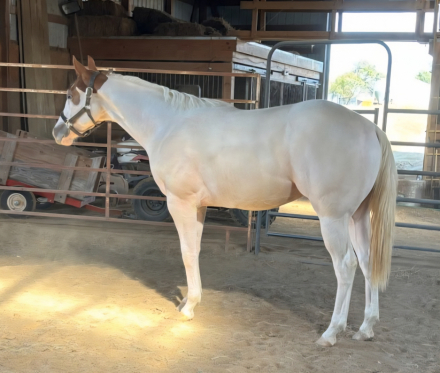 HorseID: 2303451 Dellas Tex - PhotoID: 1086084