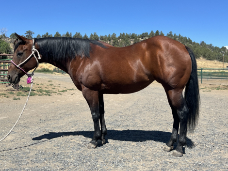 HorseID: 2303453 Fritzy Lena Chex - PhotoID: 1086086