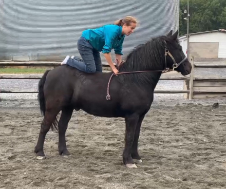 HorseID: 2303456 Moose - PhotoID: 1086384