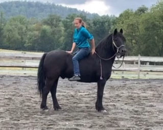 HorseID: 2303456 Moose - PhotoID: 1086385