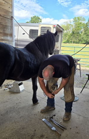 HorseID: 2303456 Moose - PhotoID: 1086386