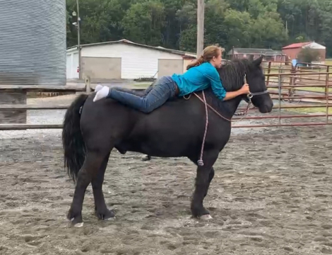 HorseID: 2303456 Moose - PhotoID: 1086387