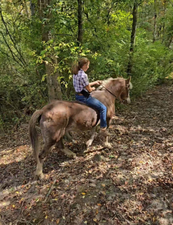 HorseID: 2303457 Pork Chop - PhotoID: 1086397