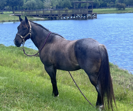 HorseID: 2303462 Boogie - PhotoID: 1086028