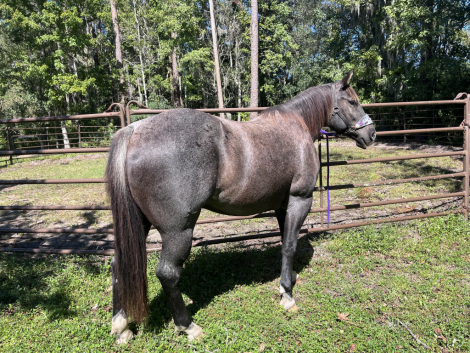 HorseID: 2303462 Boogie - PhotoID: 1086029