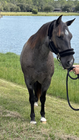 HorseID: 2303462 Boogie - PhotoID: 1086030