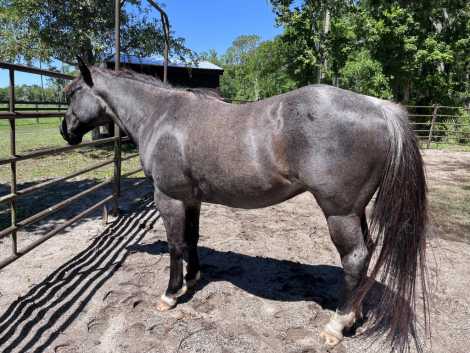 HorseID: 2303462 Boogie - PhotoID: 1086031